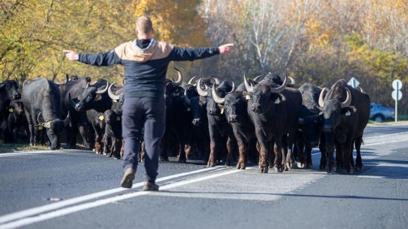 Bivalyok vonultak végig a 44-es úton, és sokan elképedve álltak meg, hogy megcsodálják ezt a különleges látványt.