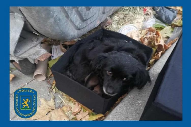 Kidobták őket a kuka oldalára, mintha csak elhasználódott hulladék lennének.