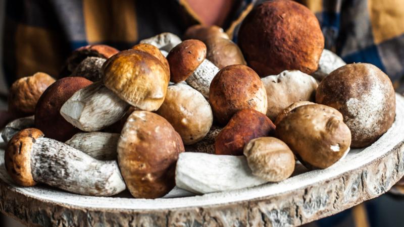 Ezek a gombák igazi kincsek, amelyek az erdőink mélyén rejtőznek, és jelentős értéket képviselnek.