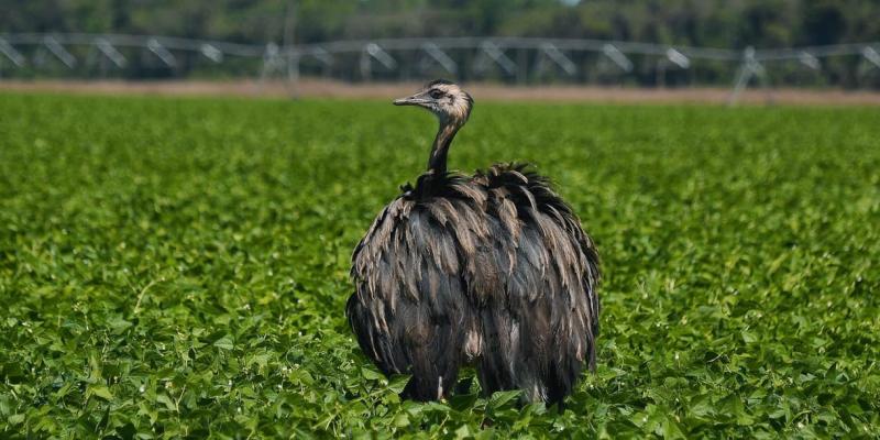 Egy emu barangol a Mecsek erdeiben, és senki sem tudja, honnan érkezett.