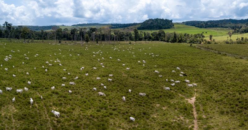 Agrárkísérletek innovatív megközelítése: hogyan követik nyomon a szarvasmarhák mozgását Brazíliában füljelzők segítségével.